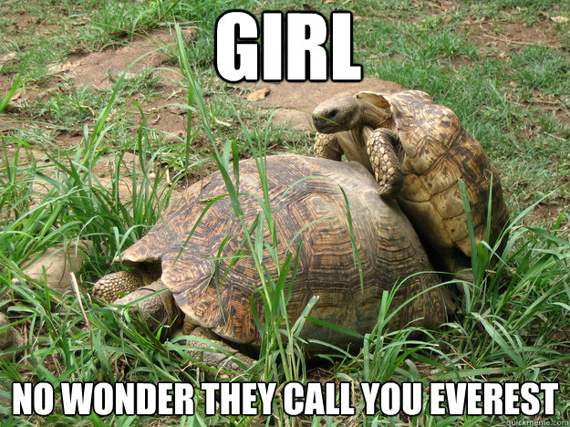 girl no wonder they call you everest - girl no wonder they call you everest  Turtle on Turtle