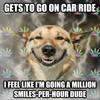 Gets to go on car ride I feel like I'm going a million smiles-per-hour dude - Gets to go on car ride I feel like I'm going a million smiles-per-hour dude  Stoner Dog