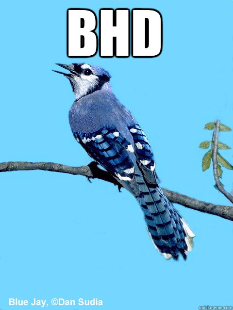 BHD  - BHD   Blue Team Bird
