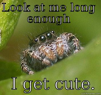 LOOK AT ME LONG ENOUGH    I GET CUTE. Misunderstood Spider
