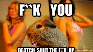 F**K    You Beatch  shut the F**K  up  Charlie the drunk guinea pig