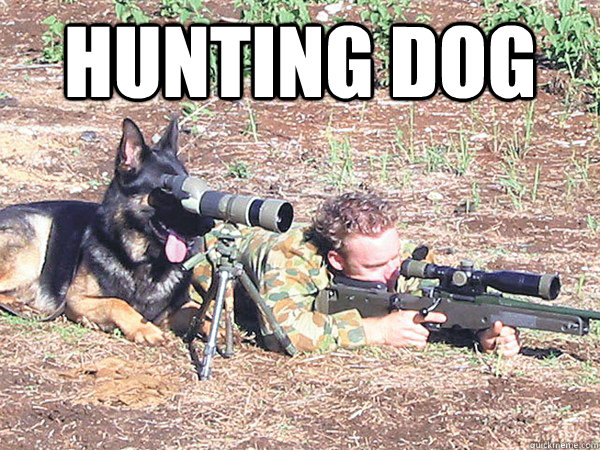 hunting dog   hunting dog