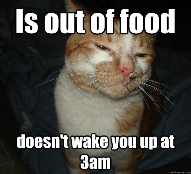 Is out of food doesn't wake you up at 3am  Cool Cat Craig
