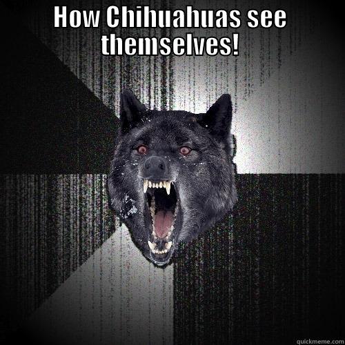 HOW CHIHUAHUAS SEE THEMSELVES!  Insanity Wolf