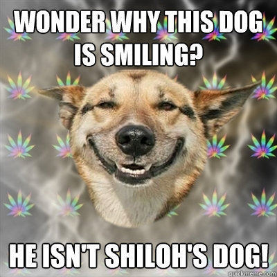 Wonder why this dog is smiling? He isn't Shiloh's dog!  Stoner Dog