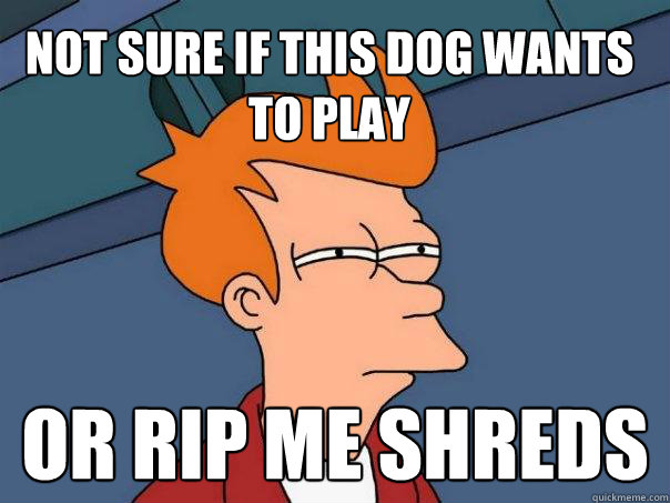 Not sure if this dog wants to play or rip me shreds  Futurama Fry