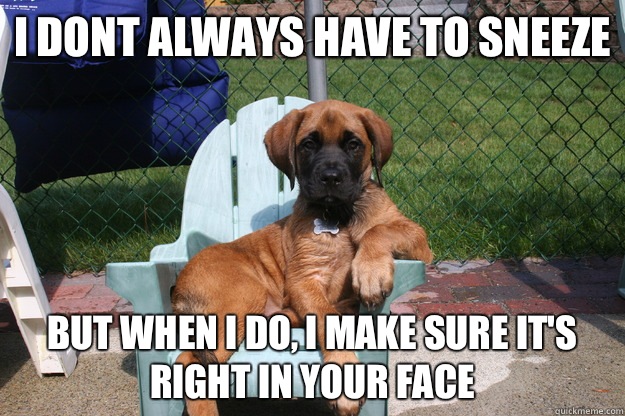 i dont always have to sneeze but when i do, i make sure it's right in your face  The Most Interesting Dog in the World