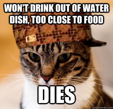 WON'T DRINK OUT OF WATER DISH, TOO CLOSE TO FOOD DIES  Scumbag Cat
