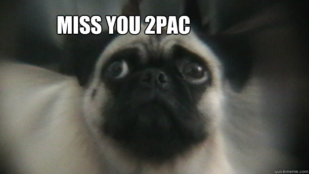miss you 2pac - miss you 2pac  sad pug