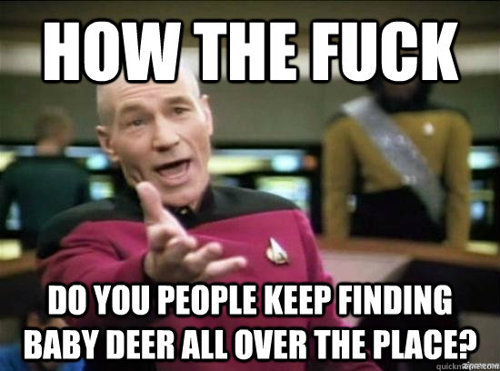 How the fuck do you people keep finding baby deer all over the place?  Annoyed Picard HD