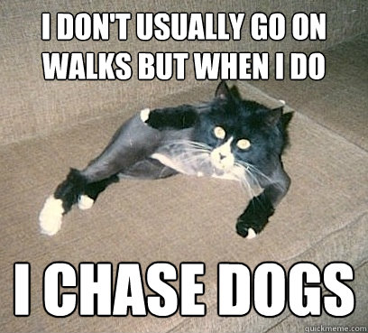 I don't usually go on walks but when i do i chase dogs  