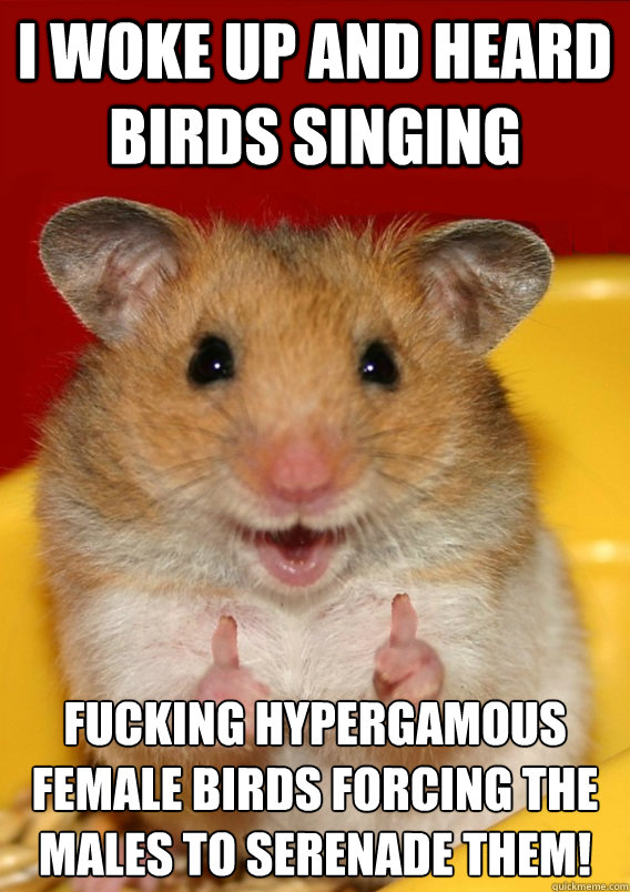 I woke up and heard birds singing fucking hypergamous female birds forcing the males to serenade them!    Rationalization Hamster