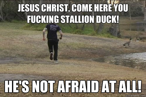 JESUS CHRIST, COME HERE YOU FUCKING STALLION DUCK! HE'S NOT AFRAID AT ALL! - JESUS CHRIST, COME HERE YOU FUCKING STALLION DUCK! HE'S NOT AFRAID AT ALL!  Stallion Duck