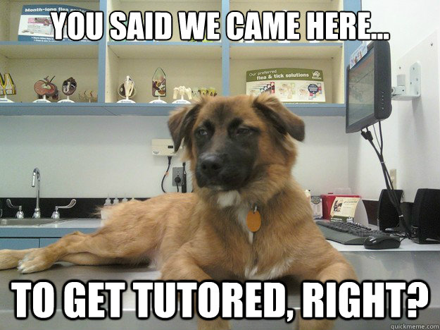 You said we came here... to get tutored, right?  Suspicious Dog