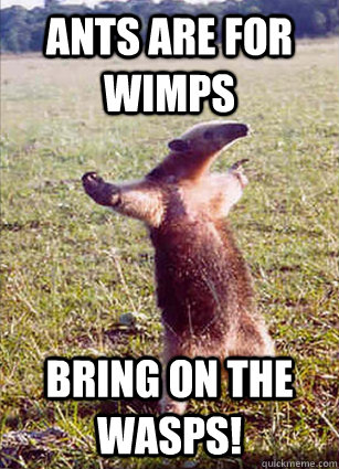 Ants are for wimps bring on the wasps!   Defiace Anteater