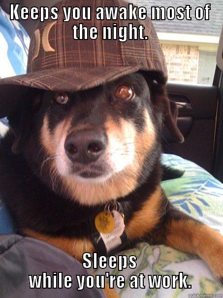 KEEPS YOU AWAKE MOST OF THE NIGHT. SLEEPS WHILE YOU'RE AT WORK. Scumbag dog