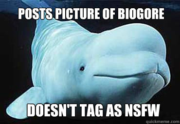 Posts picture of biogore doesn't tag as NSFW  Misbehavin Pocket Whale