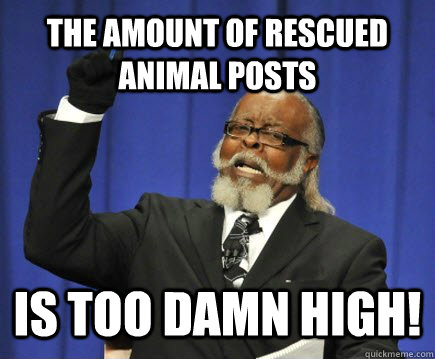 The amount of rescued animal posts IS TOO DAMN HIGH!  Too Damn High