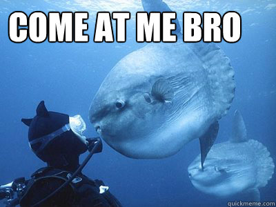 COME AT ME BRO   staredown sunfish