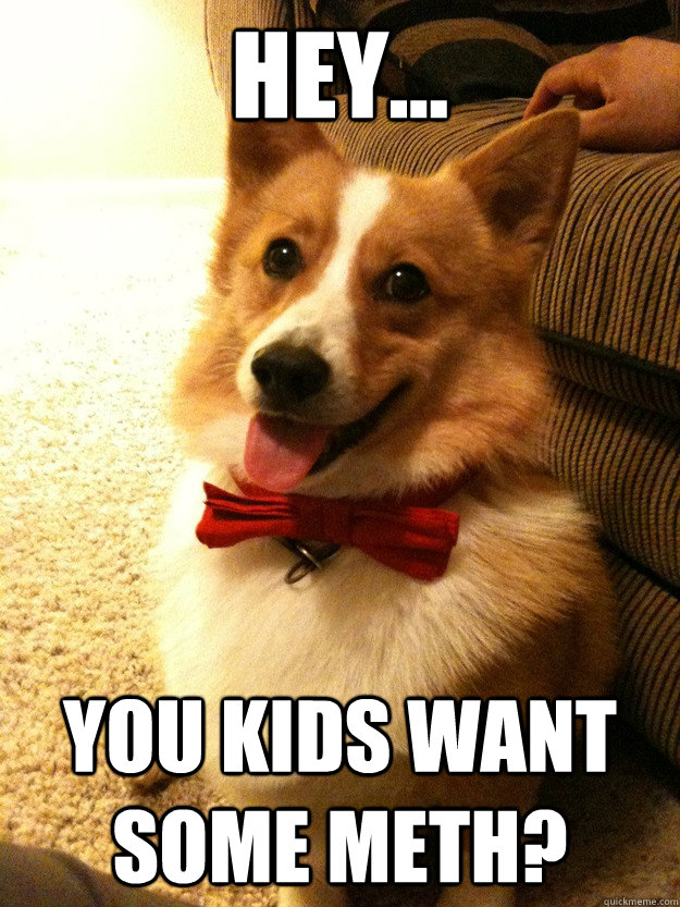 Hey...  You kids want some meth? - Hey...  You kids want some meth?  Charming Corgi