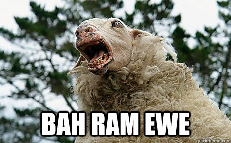  BAH RAM EWE  Angry sheep