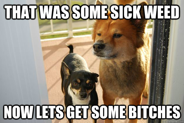 that was some sick weed now lets get some bitches - that was some sick weed now lets get some bitches  10 dogs
