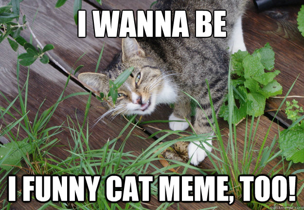 I wanna be i funny cat meme, too!  big grin cat