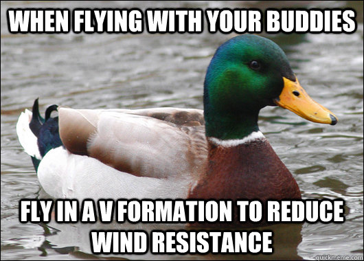 When Flying with your buddies Fly in a V formation to reduce wind resistance - When Flying with your buddies Fly in a V formation to reduce wind resistance  Actual Advice Mallard