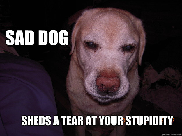 Sad Dog Sheds A Tear At Your Stupidity  