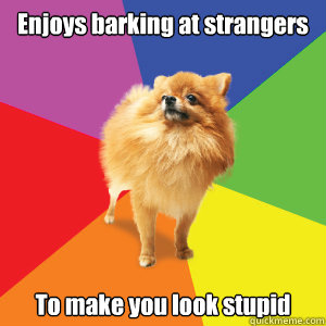 Enjoys barking at strangers To make you look stupid - Enjoys barking at strangers To make you look stupid  Pompus Pom