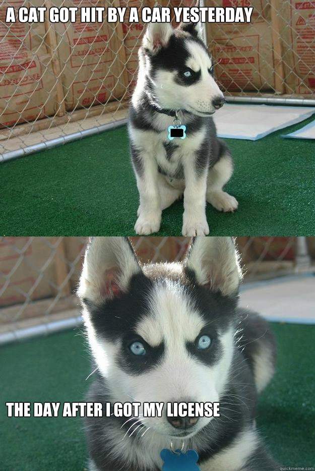 A Cat got hit by a car yesterday The day after I got my license  Insanity puppy