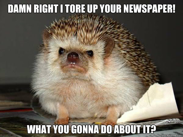 Damn right I tore up your newspaper! What you gonna do about it?  Angry Hedgehog