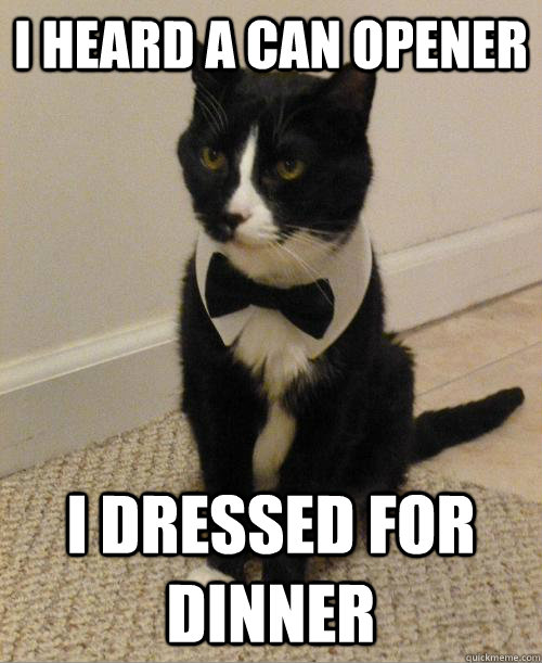 I heard a can opener I dressed for dinner - I heard a can opener I dressed for dinner  007 Cat