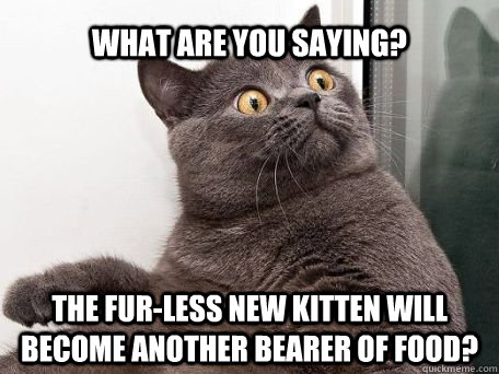what are you saying? the fur-less new kitten will become another bearer of food? - what are you saying? the fur-less new kitten will become another bearer of food?  conspiracy cat