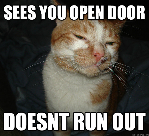 sees you open door doesnt run out  Good Guy Cat