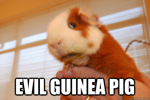  evil guinea pig  Evil Guinea Pig