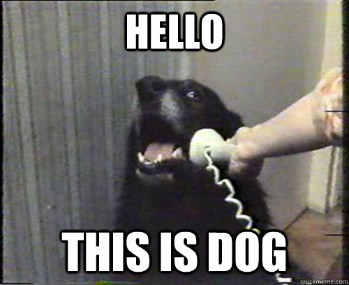 Hello This is dog  