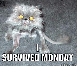 TUESDAY CAT SURVIVAL -  I SURVIVED MONDAY Misc