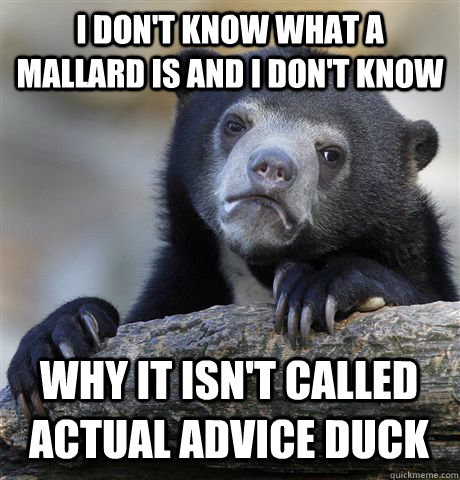 I DON'T KNOW WHAT A MALLARD IS AND I DON'T KNOW WHY IT ISN'T CALLED ACTUAL ADVICE DUCK - I DON'T KNOW WHAT A MALLARD IS AND I DON'T KNOW WHY IT ISN'T CALLED ACTUAL ADVICE DUCK  Confession Bear
