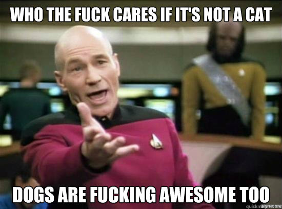 who the fuck cares if it's not a cat dogs are fucking awesome too  Annoyed Picard HD