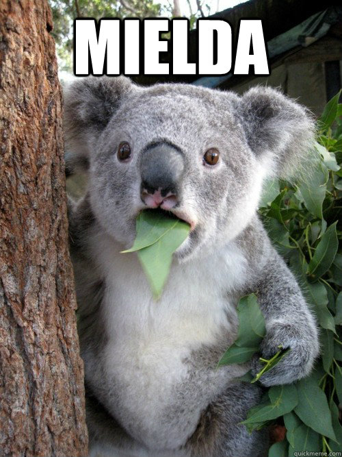 MIELDA   Surprised Koala