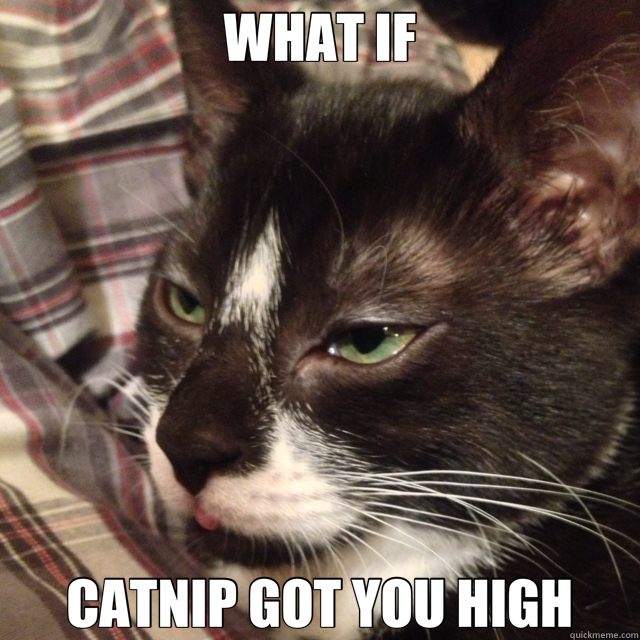 WHAT IF CATNIP GOT YOU HIGH  