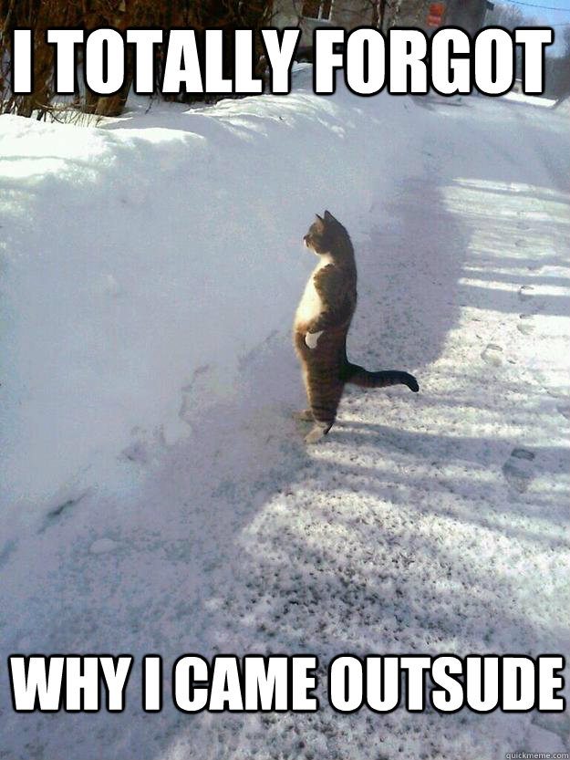 I totally forgot why I came outsude - I totally forgot why I came outsude  CatSnowbank