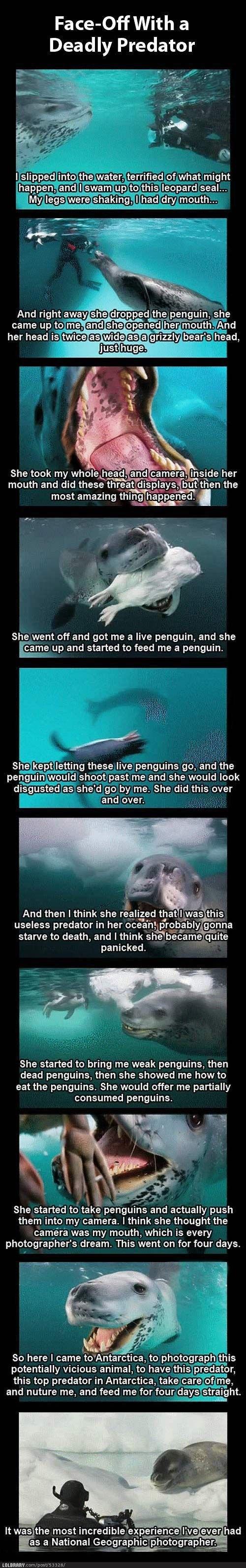 Deadly encounter with a leopard seal -   Misc