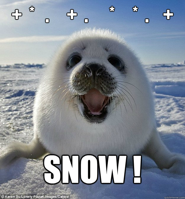 +  *   .     +  .      *     *  .    + 
  SNOW !  Easily Pleased Seal