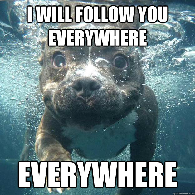 I will follow you everywhere everywhere - I will follow you everywhere everywhere  Overly Attached Dog