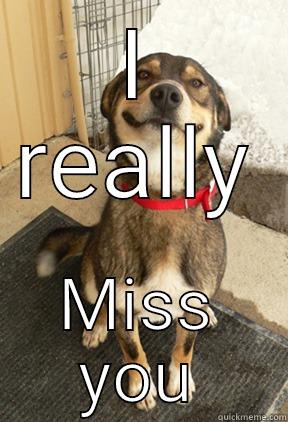 I REALLY MISS YOU Good Dog Greg