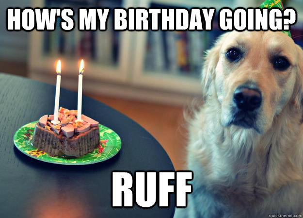 How's my birthday going? Ruff - How's my birthday going? Ruff  Sad Birthday Dog
