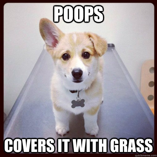 Poops Covers it with grass  Good Guy Dog