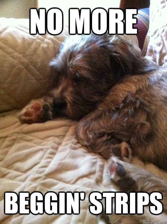 no more beggin' strips  First World Dog problems